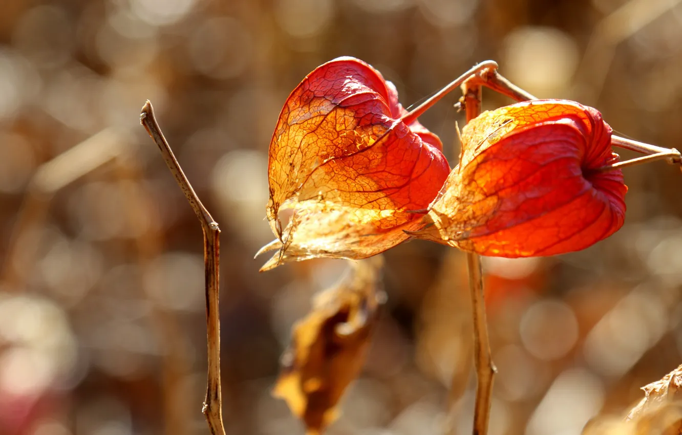 Photo wallpaper light, orange, nature, fruit, physalis