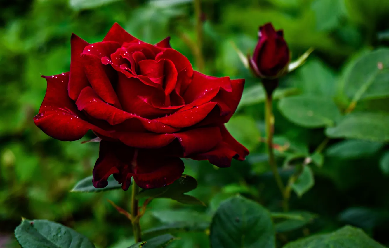 Photo wallpaper summer, leaves, drops, flowers, nature, roses, buds