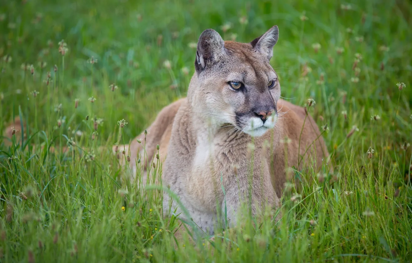 Photo wallpaper face, predator, Puma, wild cat, mountain lion, Cougar