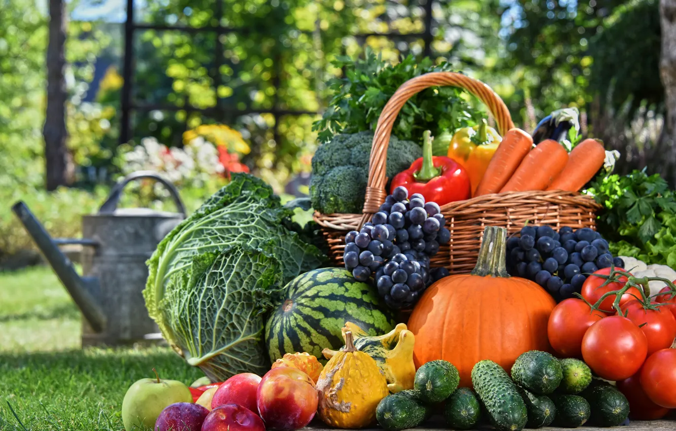 Photo wallpaper greens, grass, the sun, basket, apples, watermelon, garden, grapes