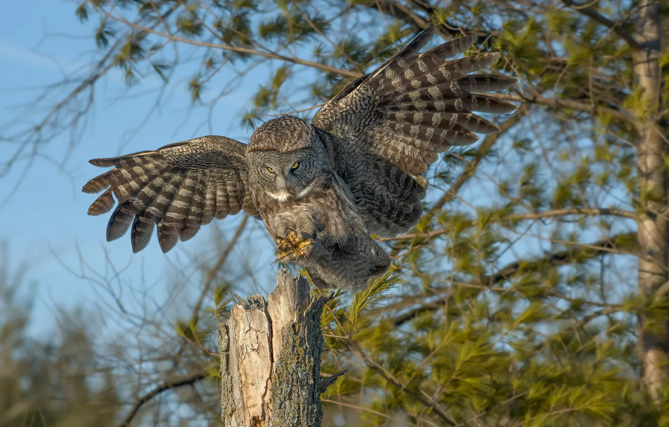 Photo wallpaper branches, owl, bird, stump, needles, owl, wingspan