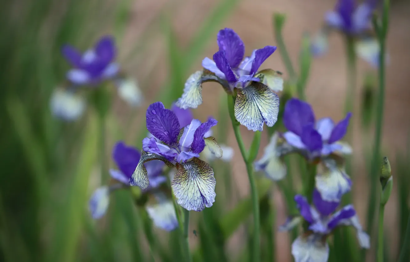 Photo wallpaper drops, flowers, background, blur, garden, flowerbed, lilac, iris