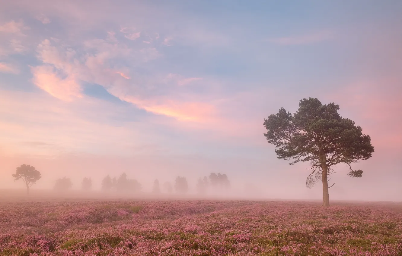 Photo wallpaper field, the sky, clouds, trees, flowers, fog, dawn, morning