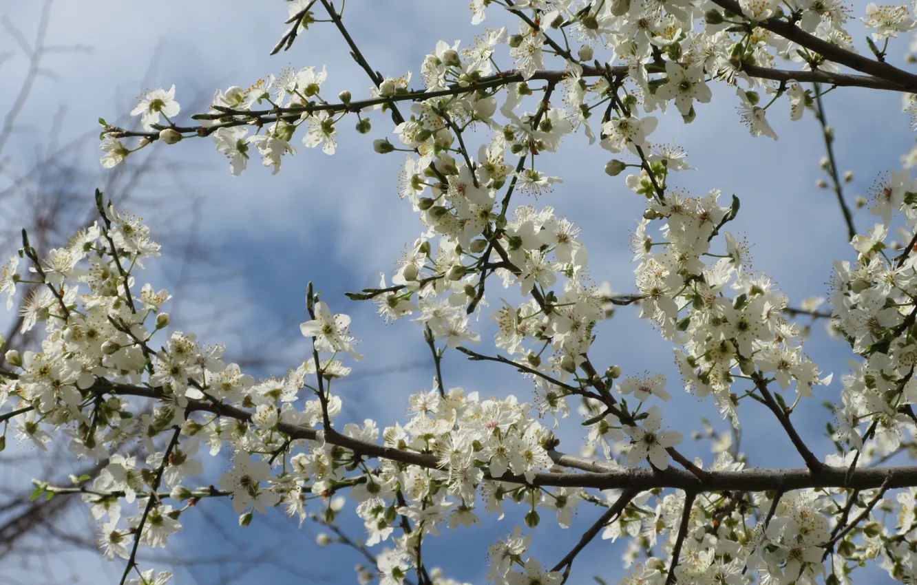 Photo wallpaper branches, April, spring 2018, Meduzanol ©