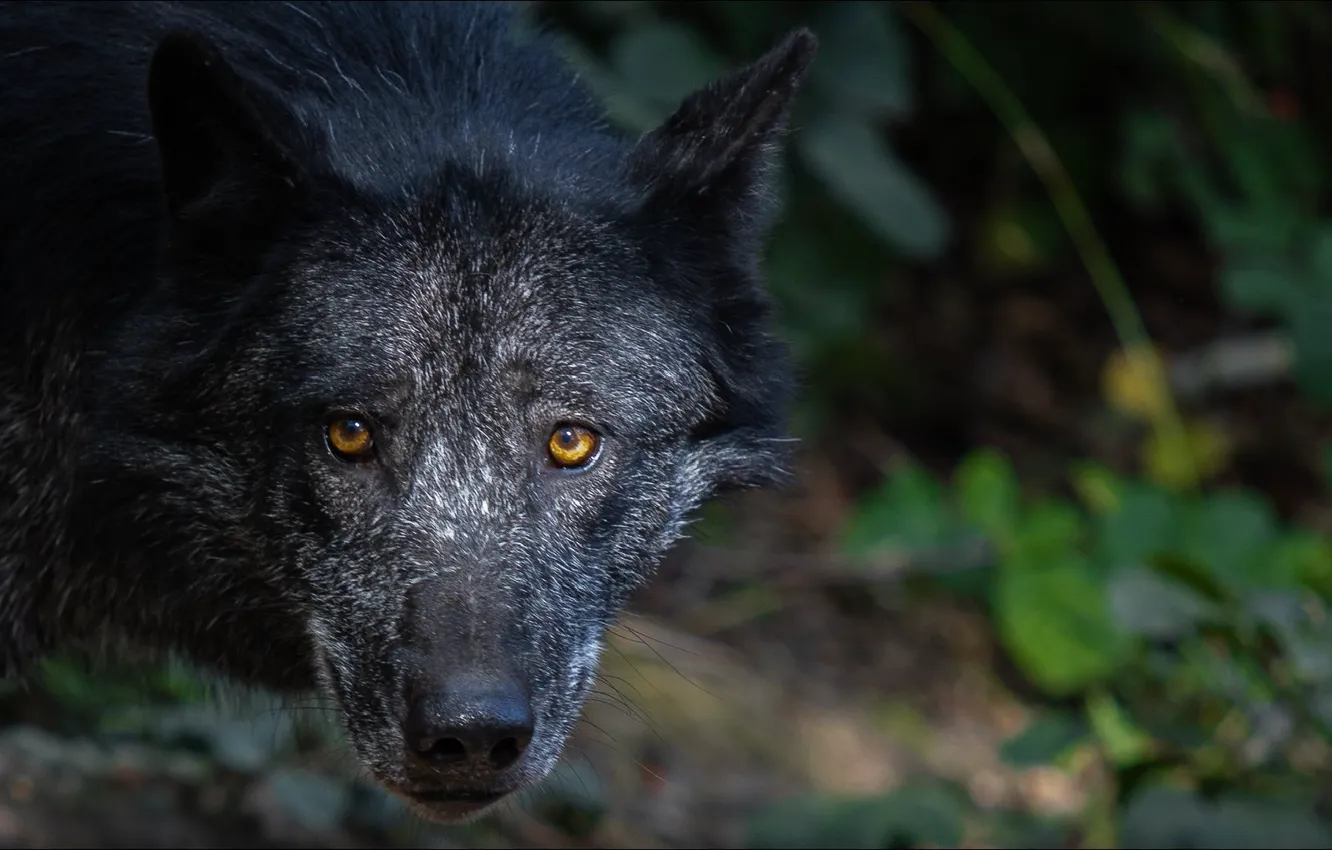 Photo wallpaper look, wolf, portrait, predator, Predator, wolf, look, portrait