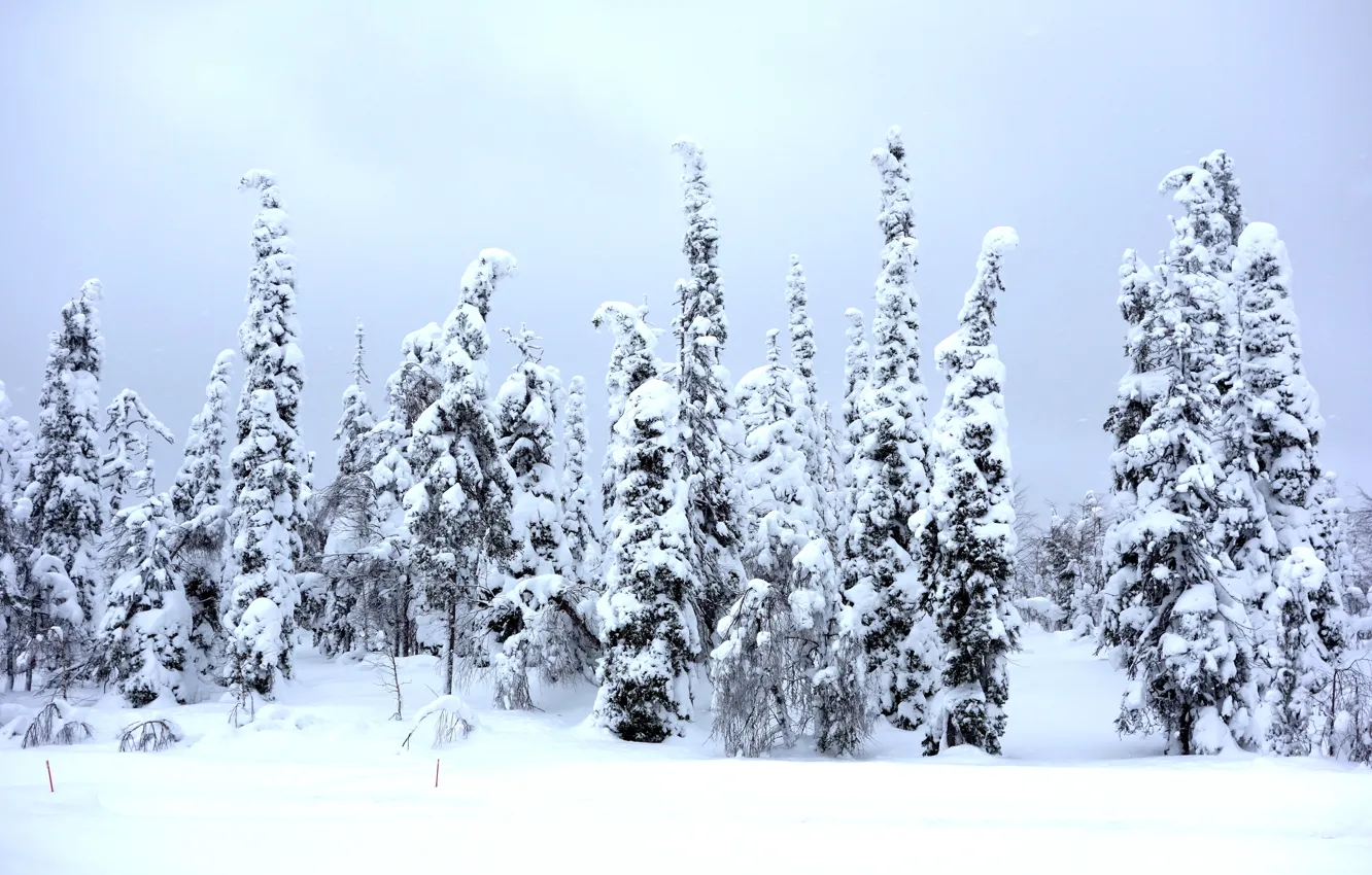 Photo wallpaper winter, forest, the sky, snow, trees, branches, nature, in the snow