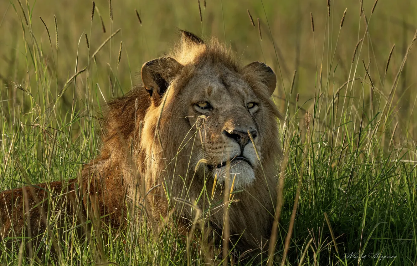 Photo wallpaper lion, Africa, looking, resting
