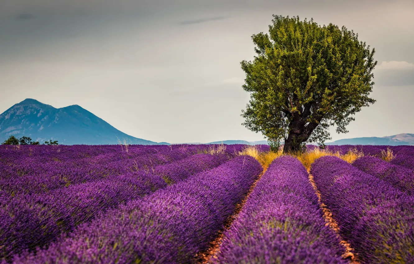 Photo wallpaper field, trees, landscape, mountains, nature, lavender, Alexander the Silent