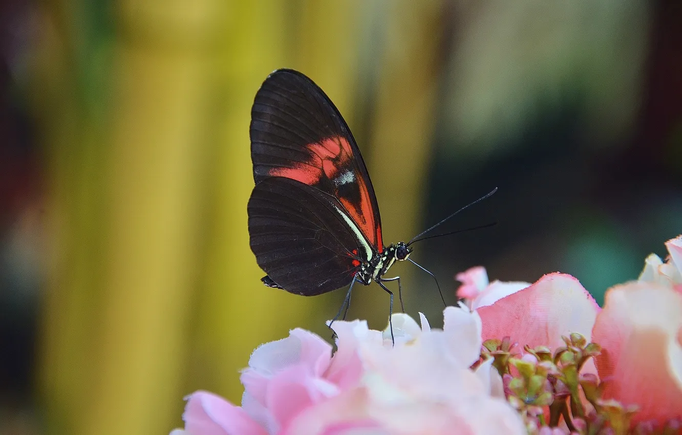 Photo wallpaper flowers, macro, butterfly, wings, beautiful, closeup