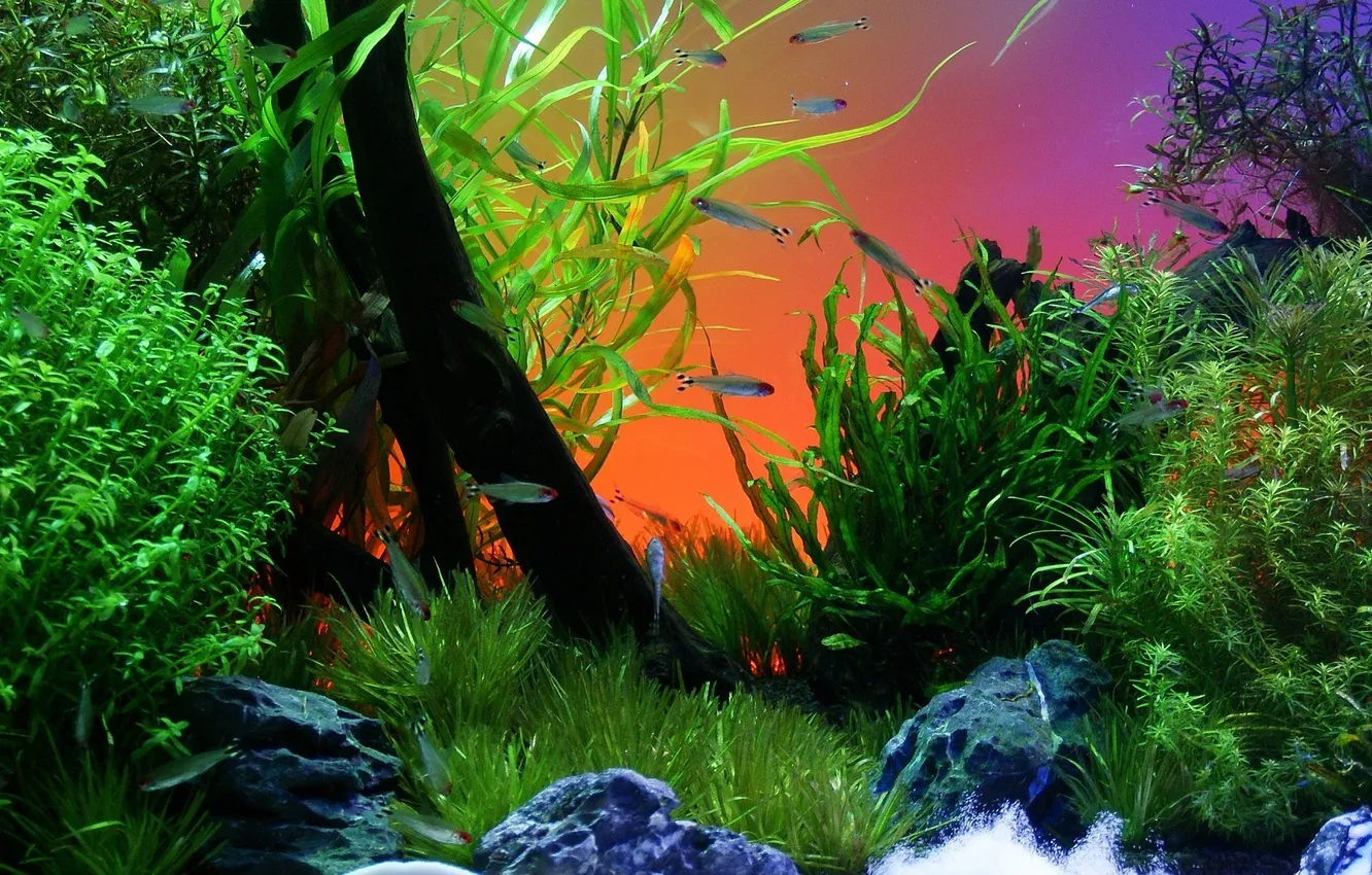 Photo wallpaper fish, plant, aquarium, fish