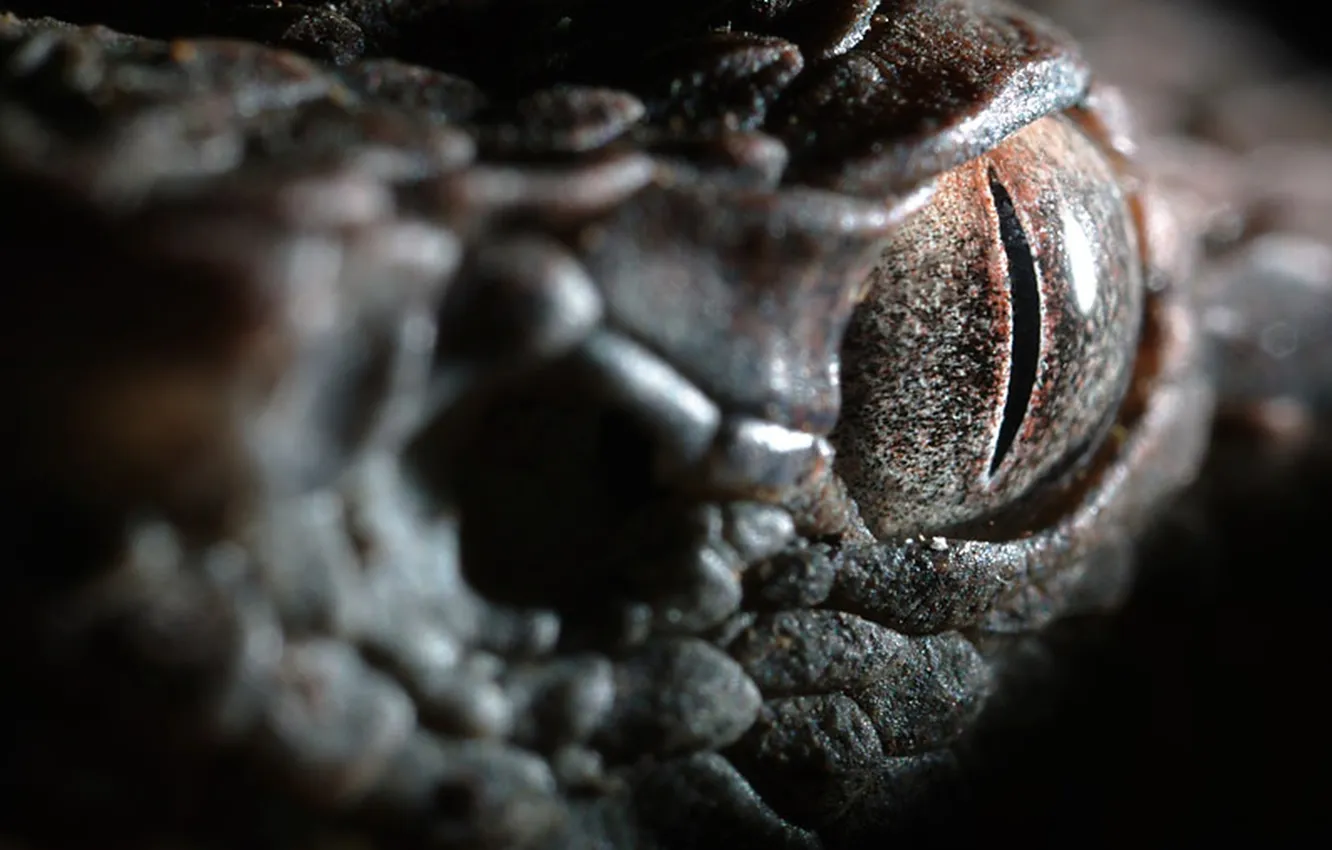 Photo wallpaper eyes, snake, scales, Zrachek