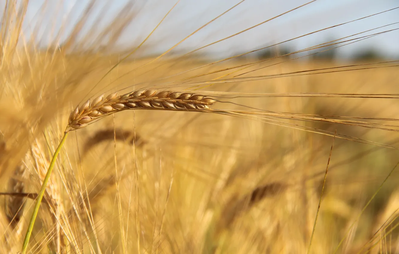 Photo wallpaper field, nature, plant, ear, harvest, cereal