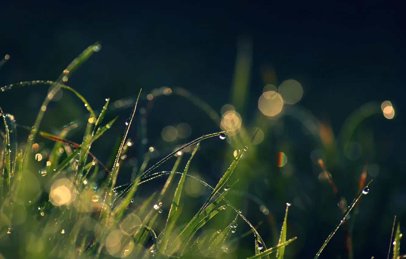 Photo wallpaper grass, drops, macro, bokeh