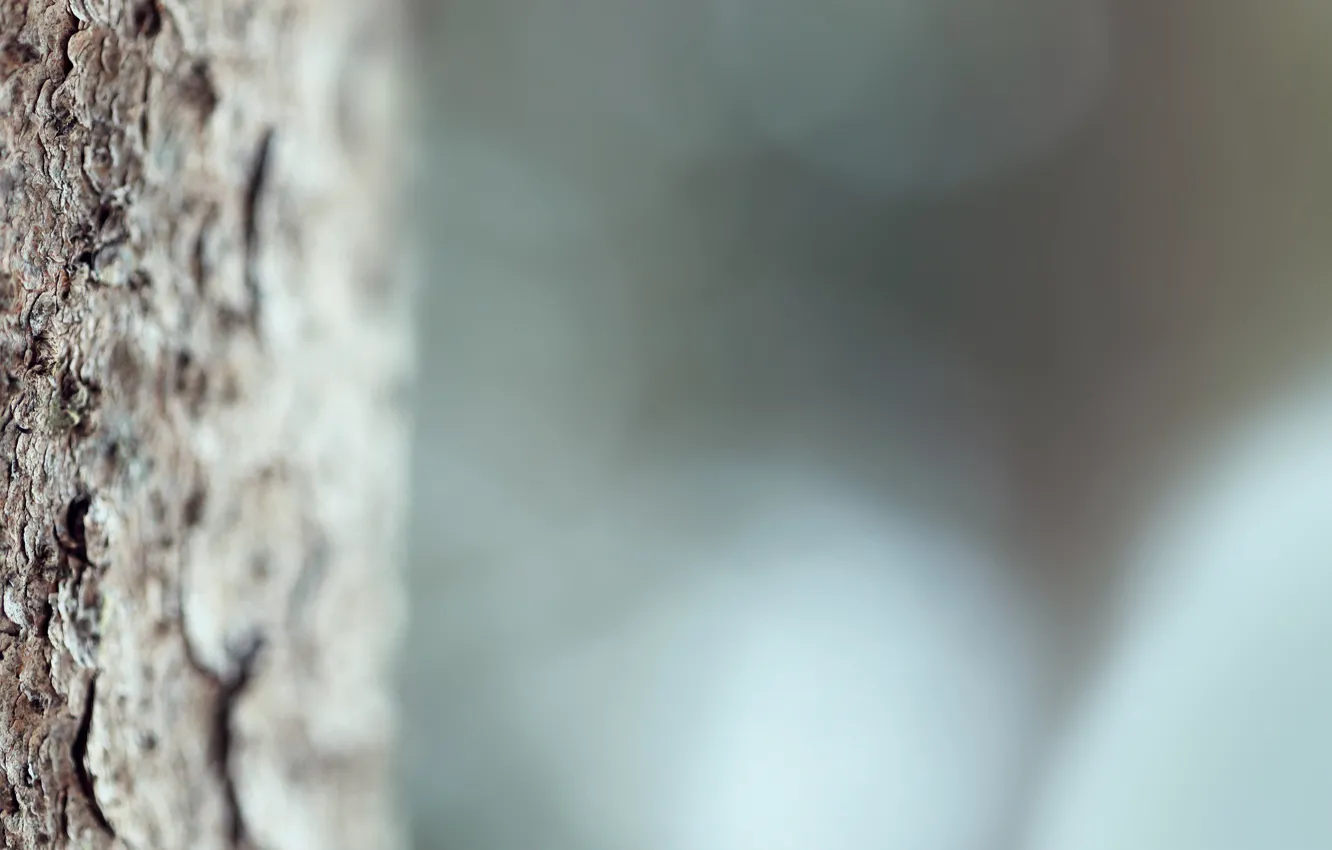 Photo wallpaper trees, nature, fog, bark