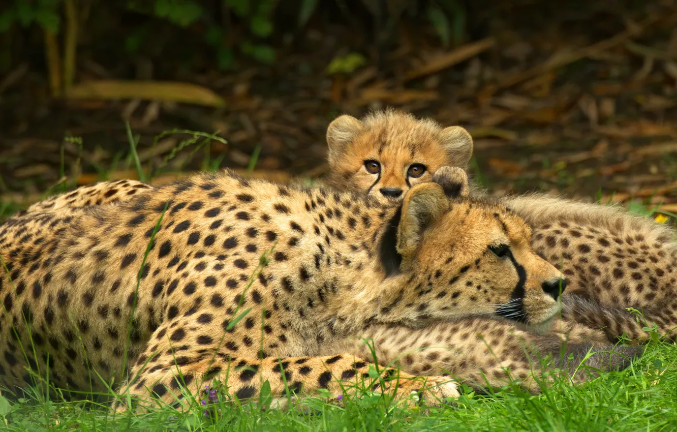 Photo wallpaper look, stay, baby, pair, Cheetah, face, mom, two
