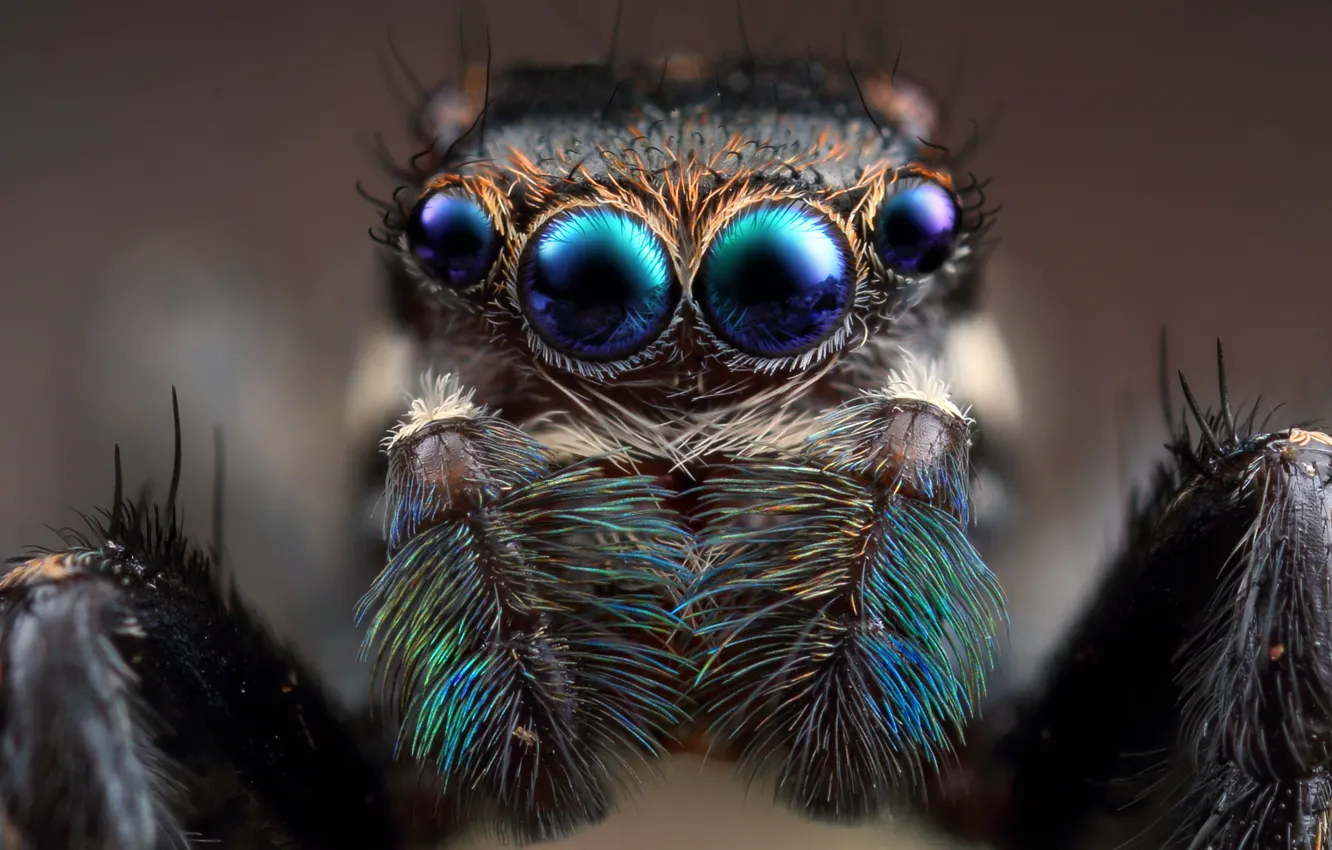 Photo wallpaper eyes, look, macro, close-up, nature, background, spiders, portrait