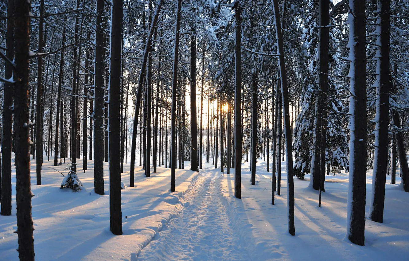 Photo wallpaper winter, road, forest, snow, trees, photo