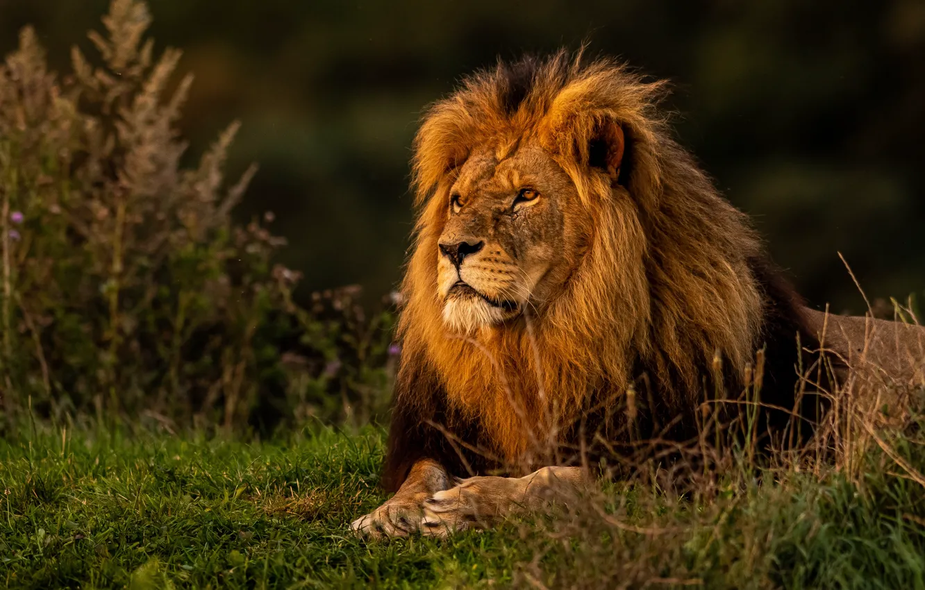 Photo wallpaper grass, Leo, the king of beasts, wild cat