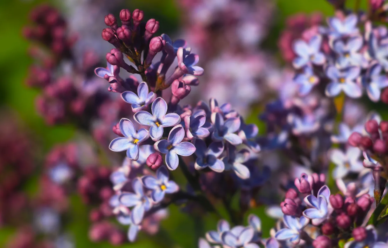 Photo wallpaper flower, spring, lilac, blooming
