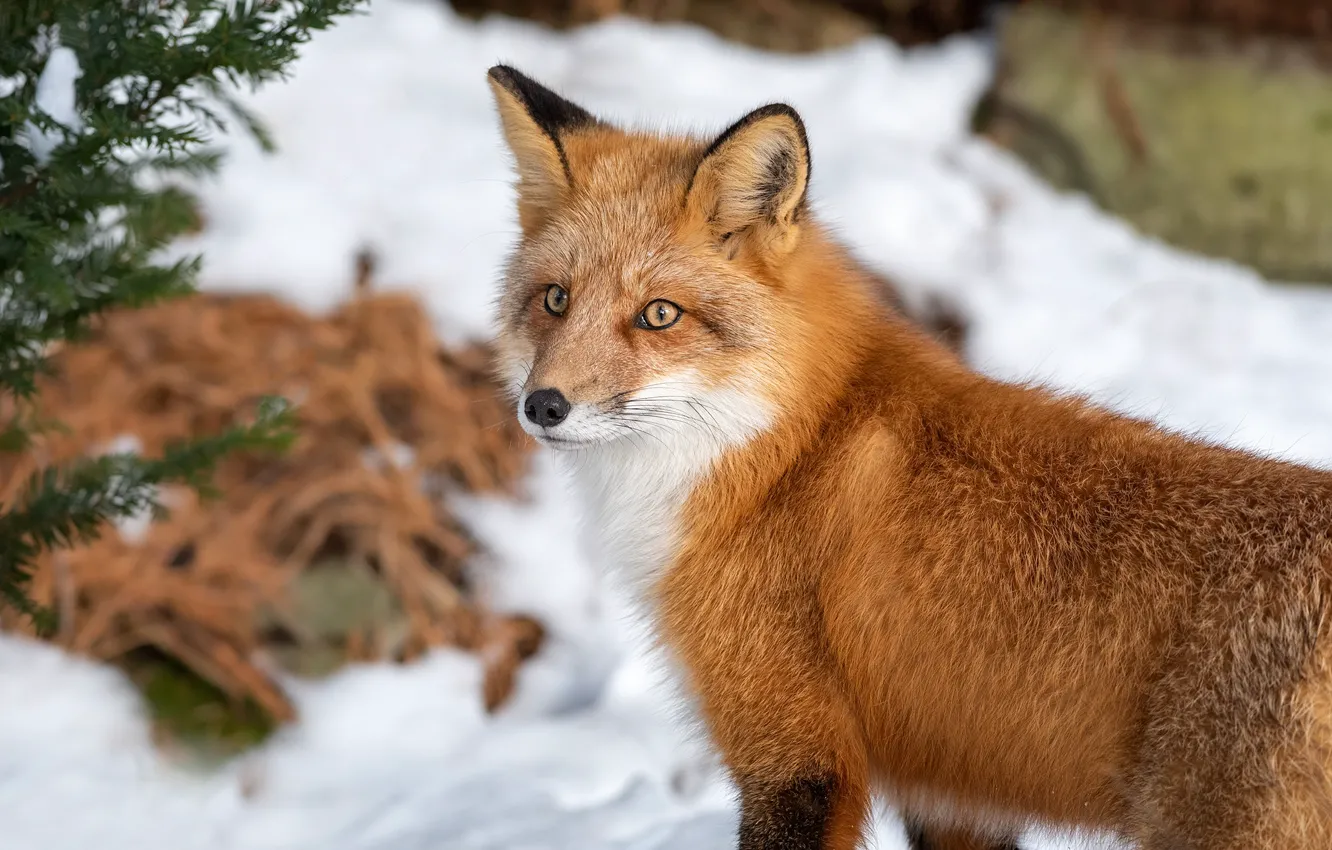 Photo wallpaper winter, look, Fox, beauty, red
