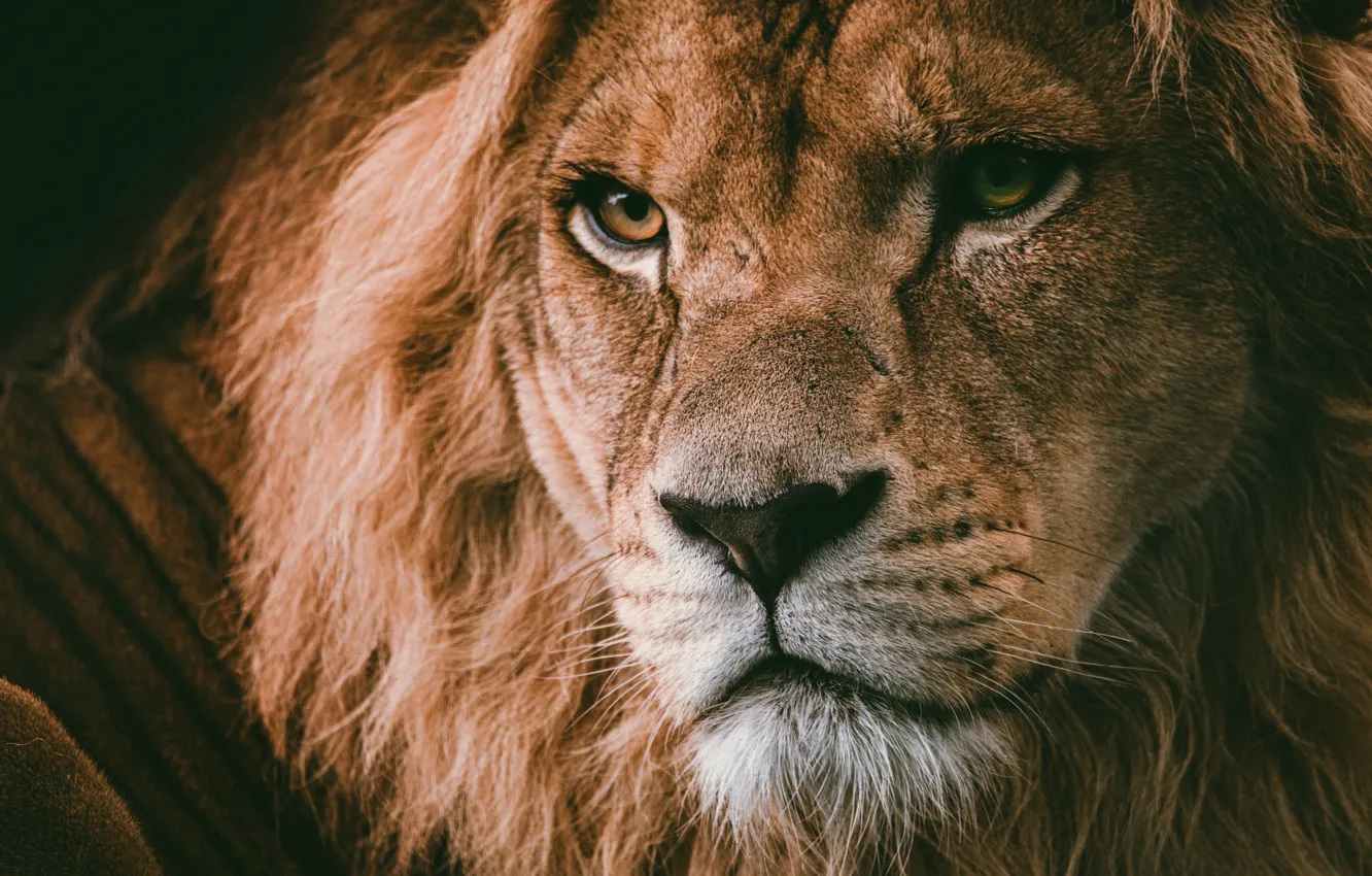 Photo wallpaper look, face, close-up, portrait, Leo, mane