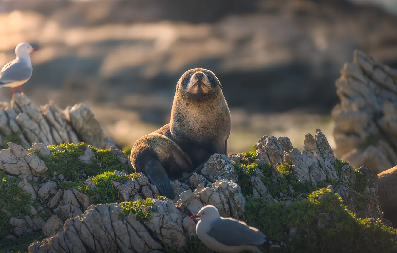 Photo wallpaper bird, seagulls, seal, Navy seal