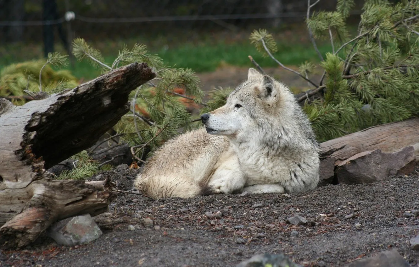 Photo wallpaper Predator, nature, animal, wolf, wildlife, portrait, portrait., Canis lupus. face