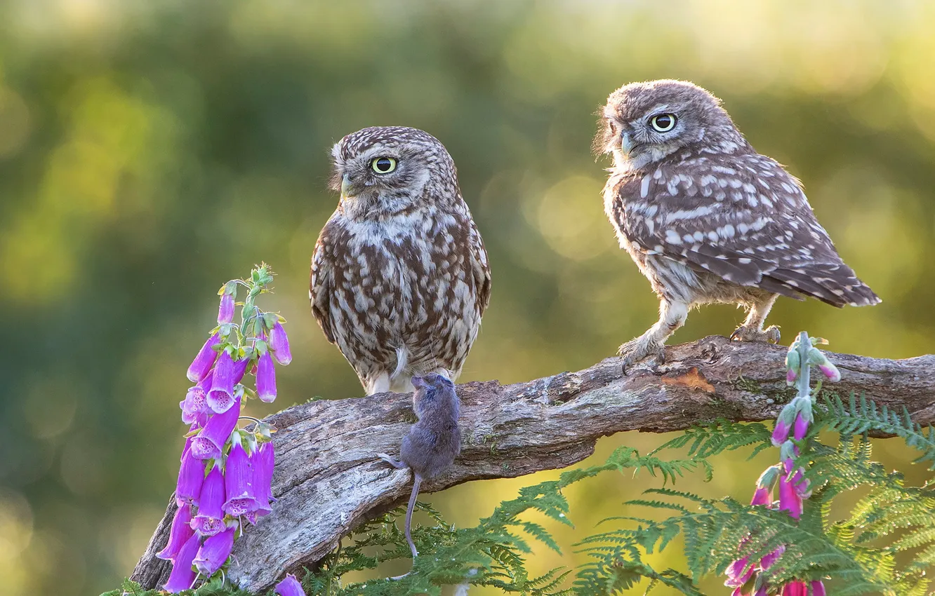 Photo wallpaper leaves, flowers, background, owl, bird, two, pair, a couple