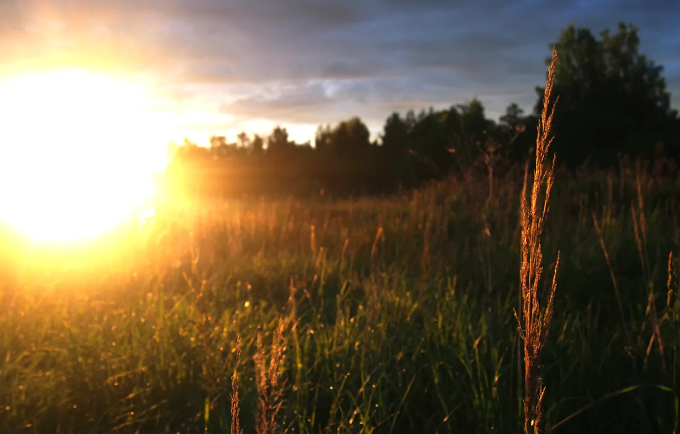 Photo wallpaper field, summer, grass, the sun, nature, dawn, bright, a blade of grass