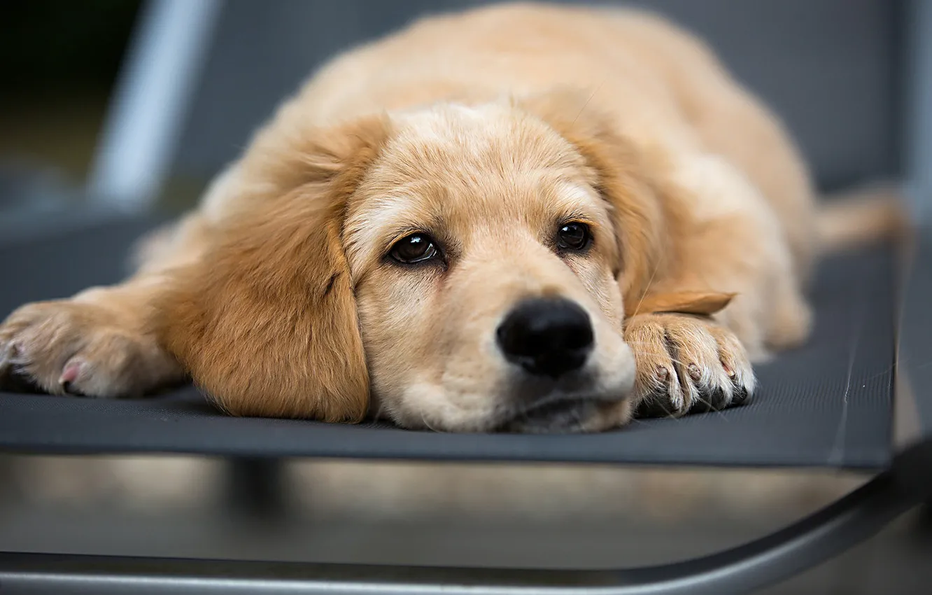 Photo wallpaper look, dog, face