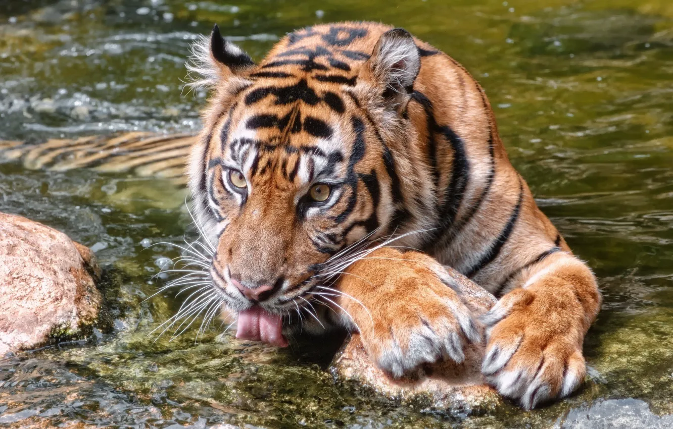 Photo wallpaper language, face, water, tiger, paws, bathing, wild cat