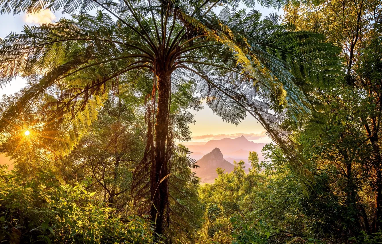 Photo wallpaper landscape, tropics, plant