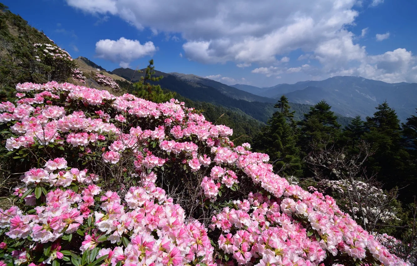 Photo wallpaper flowers, mountains, rhododendrons
