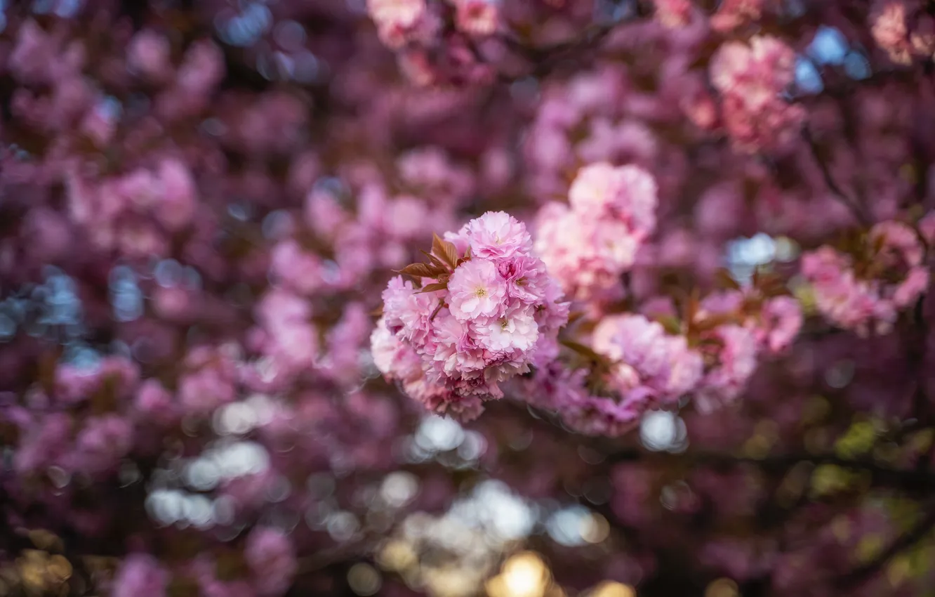 Photo wallpaper flowers, spring, flowering, almonds, bokeh