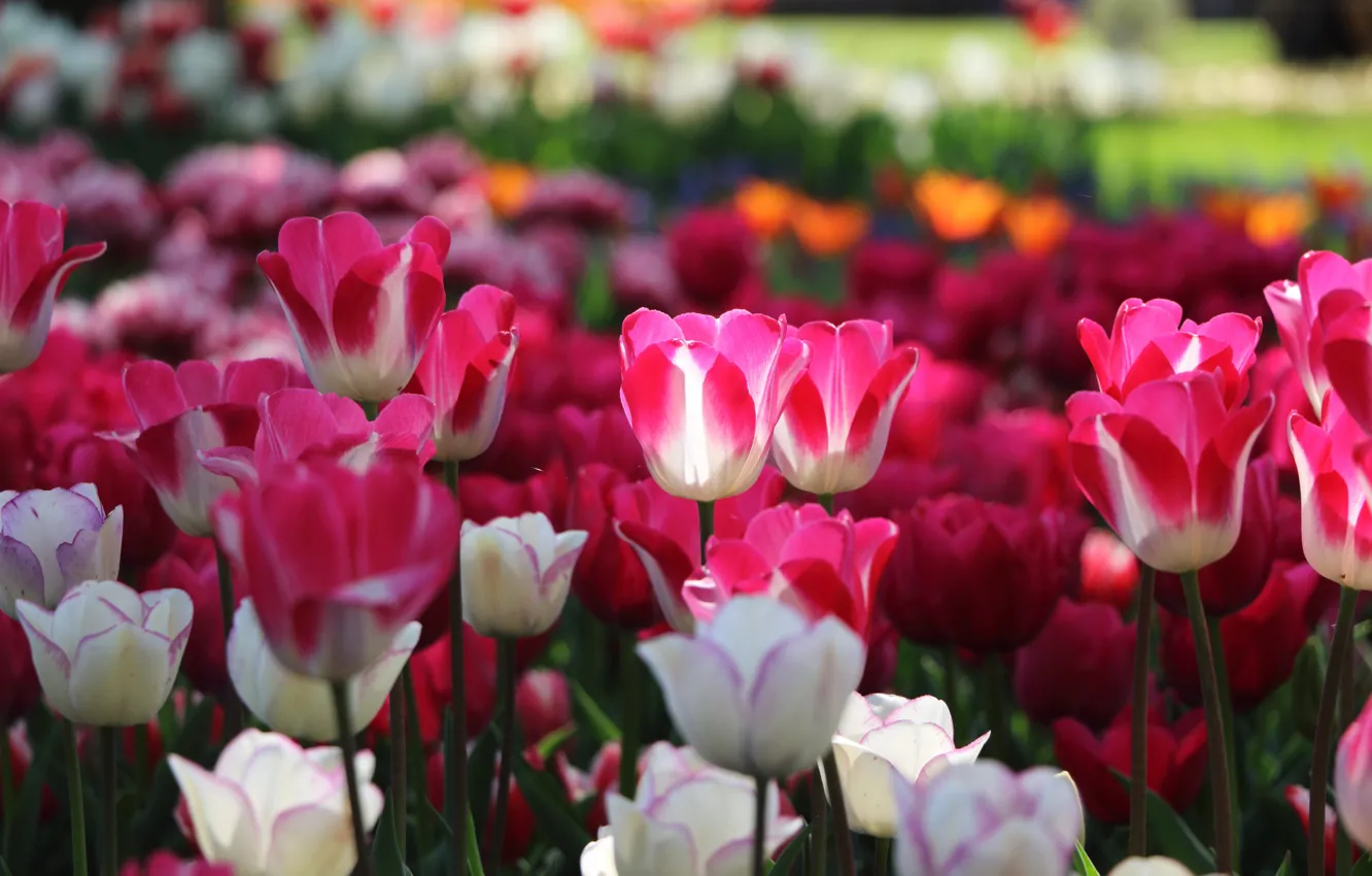 Photo wallpaper light, flowers, spring, tulips, pink, white, flowerbed, different