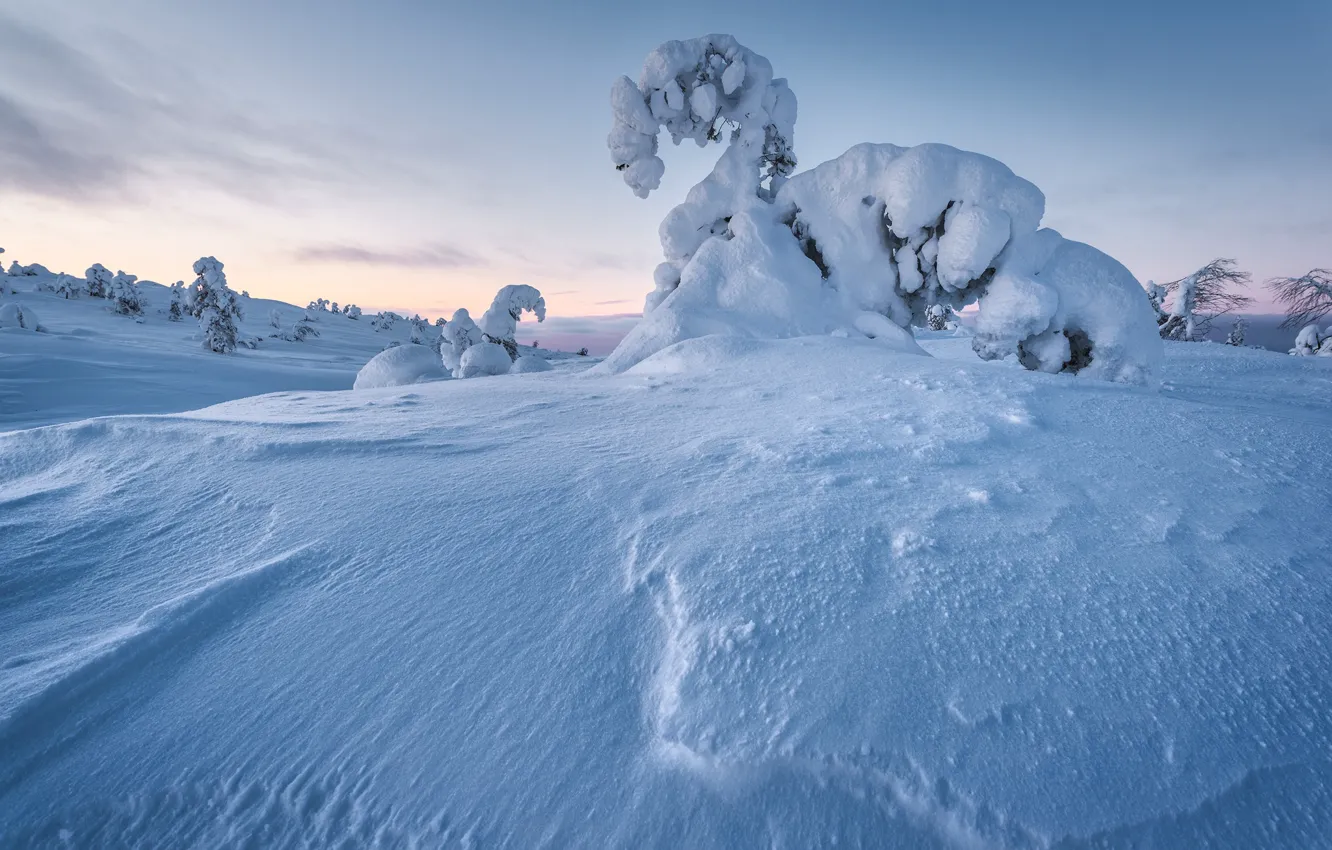Photo wallpaper winter, snow, trees, landscape, nature, ate, The Arctic, Andrey Baskevich