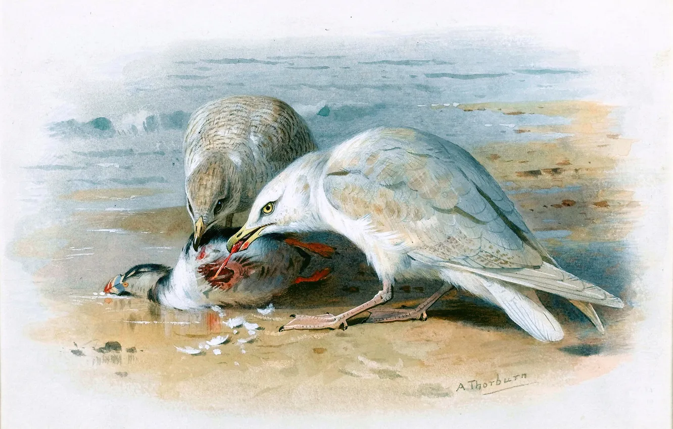 Photo wallpaper sea, wave, bird, seagulls, picture, stalled, corpses, three