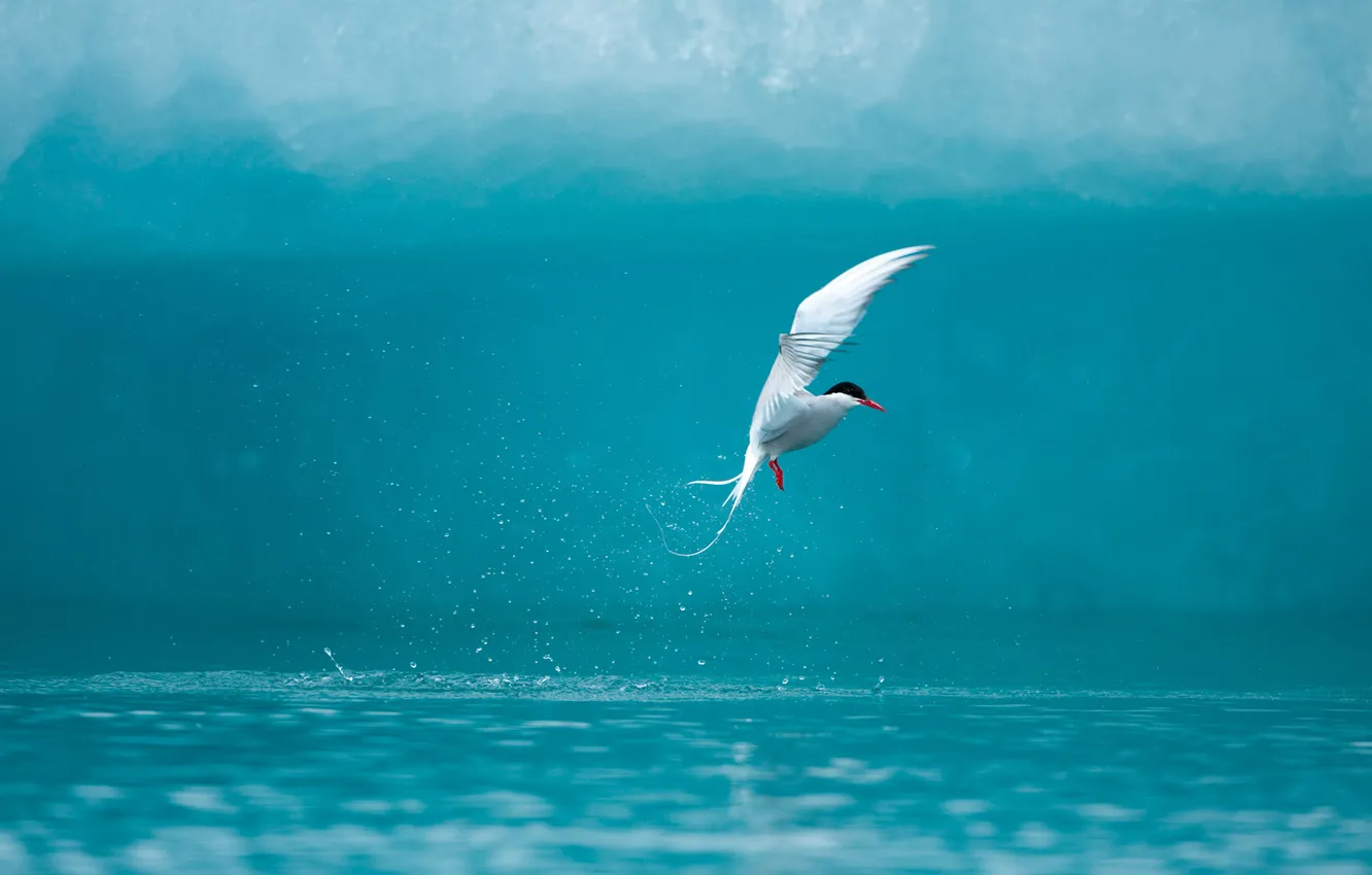 Photo wallpaper water, splash, Seagull