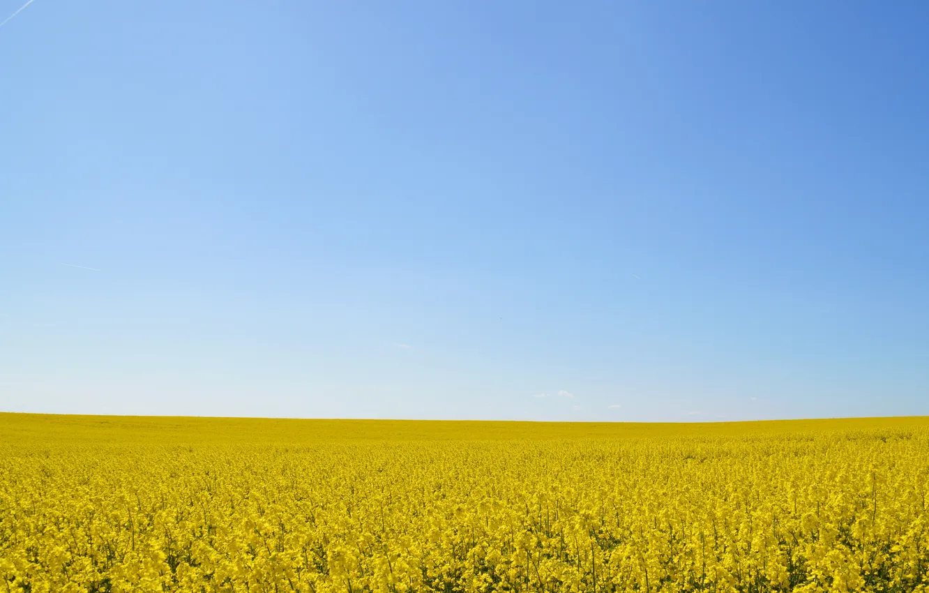 Photo wallpaper the sky, flowers, blue, horizon, infinity, field of gold