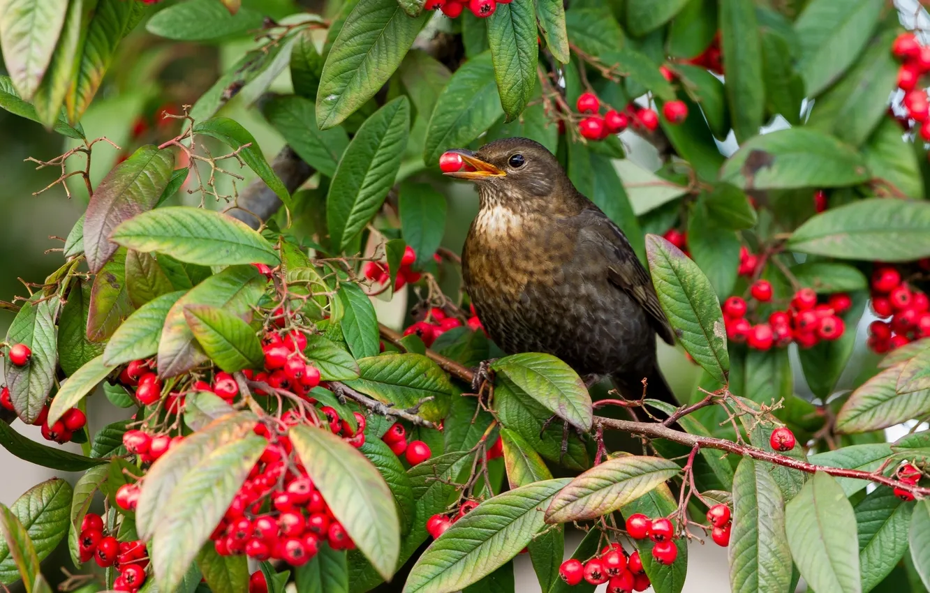 Photo wallpaper leaves, branches, berries, bird, thrush