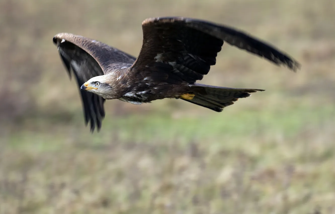 Photo wallpaper flight, background, bird, eagle, wings
