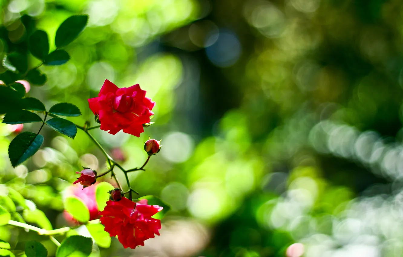 Photo wallpaper glare, roses, branch, red