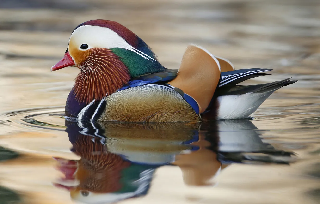 Photo wallpaper color, duck, feathers, beak, pond, tangerine