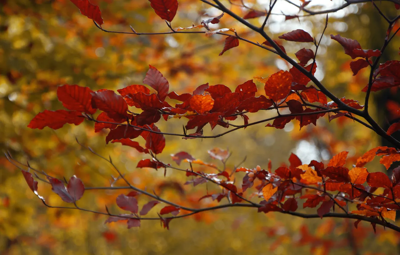 Photo wallpaper autumn, leaves, trees, branches, red