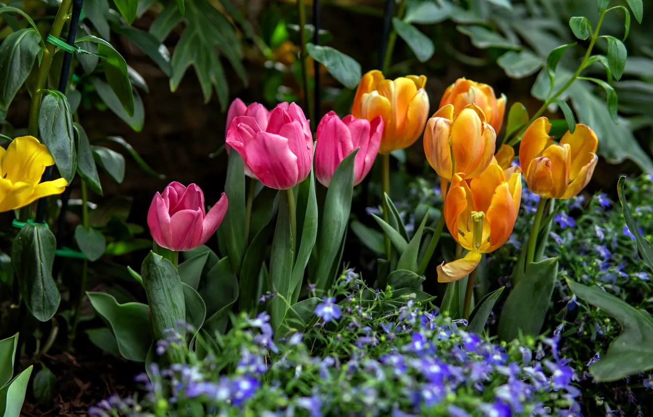 Photo wallpaper bright, garden, tulips, flowerbed