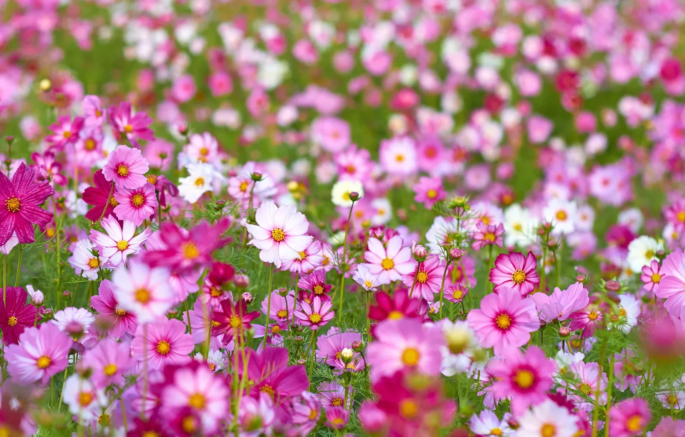 Photo wallpaper Flowers, flowering, Kosmeya