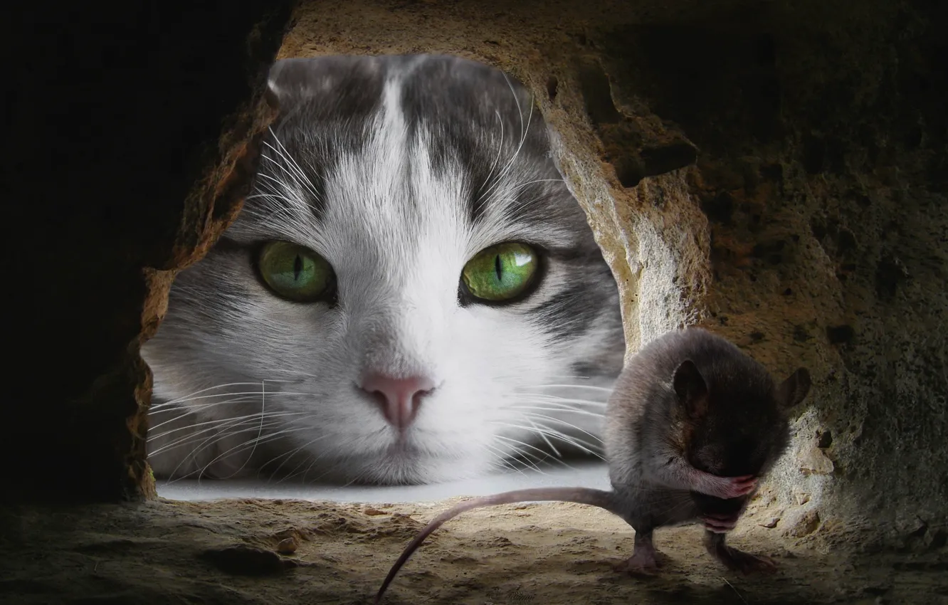 Photo wallpaper cat, eyes, cat, look, face, pose, fear, collage