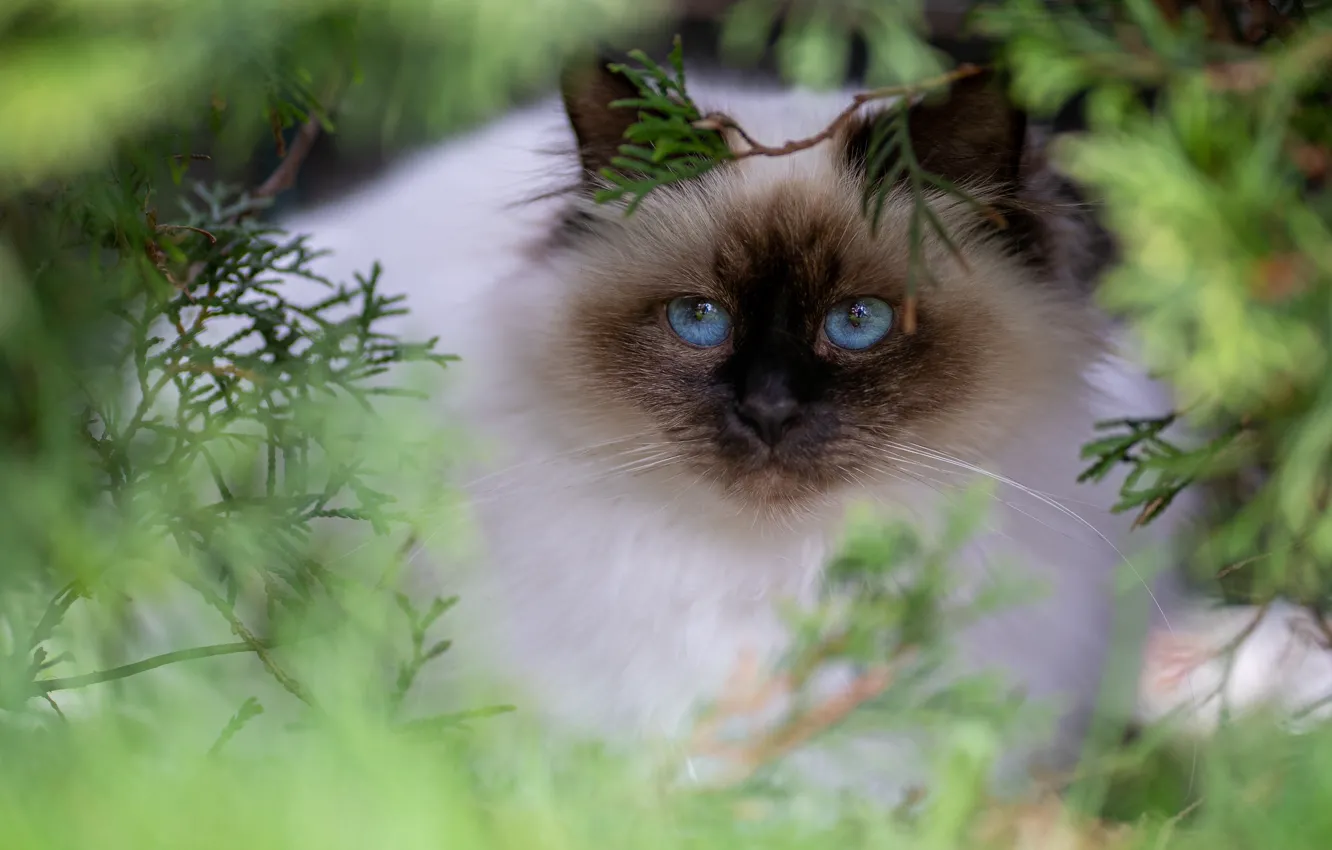 Photo wallpaper cat, cat, look, branches, pose, portrait, muzzle, blue eyes