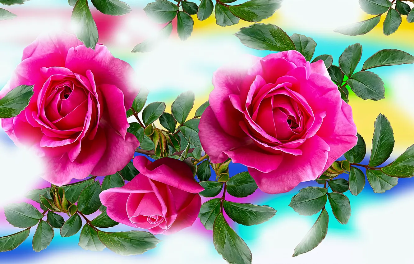 Photo wallpaper Graphics, Flowers, Roses