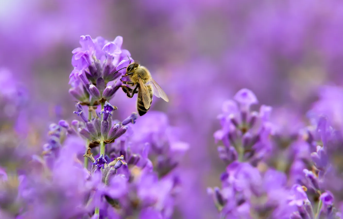Photo wallpaper macro, bee, lavender, lilac